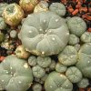 Mescaline