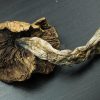 Golden Teacher | Shrooms | Mushrooms