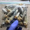 The Penis Envy Mushrooms | Shrooms | Mushrooms