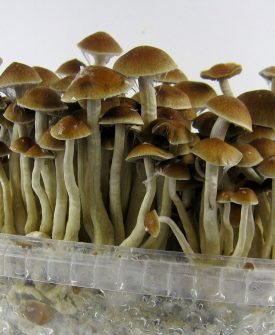 mexican mushrooms